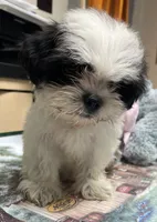 Earl, a male Shih Tzu for sale in Wrightsville, GA – 8 of 8