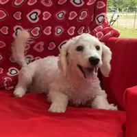 Skylar , a male Bichon Frise for sale in Wrightsville, GA – Photo 6 of 10