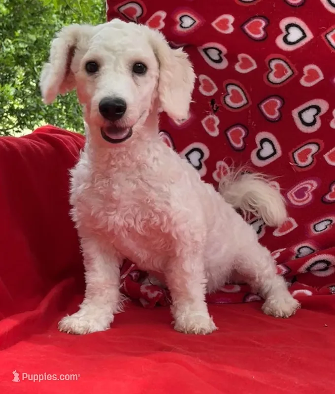 Skylar , a male Bichon Frise for sale in Wrightsville, GA – Photo 1 of 10
