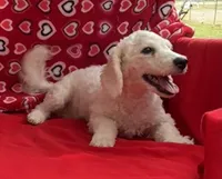 Skylar , a male Bichon Frise for sale in Wrightsville, GA – Photo 3 of 10