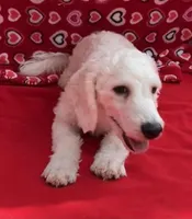 Skylar , a male Bichon Frise for sale in Wrightsville, GA – Photo 10 of 10
