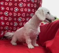 Skylar , a male Bichon Frise for sale in Wrightsville, GA – Photo 5 of 10