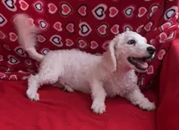 Skylar , a male Bichon Frise for sale in Wrightsville, GA – Photo 8 of 10