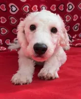 Skylar , a male Bichon Frise for sale in Wrightsville, GA – Photo 9 of 10