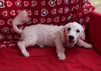 Skylar , a male Bichon Frise for sale in Wrightsville, GA – Photo 7 of 10