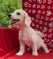 Skylar , a male Bichon Frise for sale in Wrightsville, GA – Photo 4 of 10