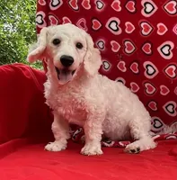 Skylar , a male Bichon Frise for sale in Wrightsville, GA – Photo 2 of 10