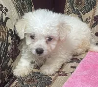 Tania, a female Bichon Frise for sale in Wrightsville, GA – 8 of 10