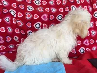 Dawson, a male Bichon Frise for sale in Wrightsville, GA – 3 of 10