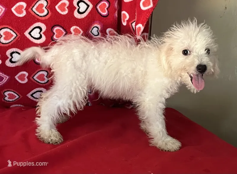 Tamaka – Bichon Frise puppy for sale in Wrightsville, GA