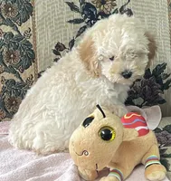 Mimi, a male Poodle - Toy  for sale in Wrightsville, GA – 7 of 10
