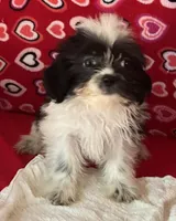 Essie, a female Shih Tzu for sale in Wrightsville, GA – 3 of 7