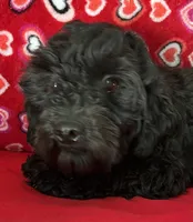 Chita, a female Bichon Frise and Shihpoo for sale in Wrightsville, GA – 6 of 10