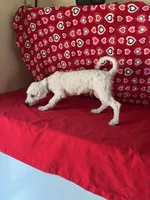 Dawson, a male Bichon Frise for sale in Wrightsville, GA – 9 of 10