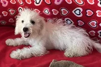 Tamaka, a female Bichon Frise for sale in Wrightsville, GA – 5 of 10