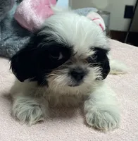 Essie, a female Shih Tzu for sale in Wrightsville, GA – 4 of 10