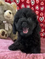 Idra, a female Poodle - Toy  for sale in Wrightsville, GA – 5 of 10