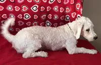 Dawson, a male Bichon Frise for sale in Wrightsville, GA – 3 of 10