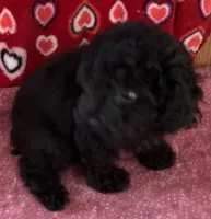 Idra, a female Poodle - Toy  for sale in Wrightsville, GA – 8 of 10