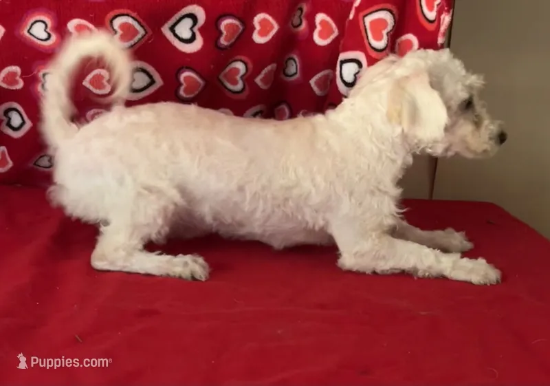 Milan – Bichon Frise puppy for sale in Wrightsville, GA