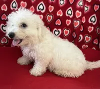 Dawson, a male Bichon Frise for sale in Wrightsville, GA – 4 of 10
