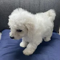 Dalila, a female Bichon Frise for sale in Wrightsville, GA – 10 of 10