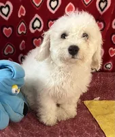 Merilyn, a female Bichon Frise for sale in Wrightsville, GA – 10 of 10