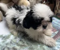 Elisha, a male Shih Tzu for sale in Wrightsville, GA – 4 of 10