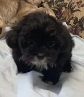 Zofia, a female Shih Tzu and Poodle - Toy  for sale in Wrightsville, GA – 2 of 9