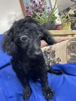 Wylie, a female Poodle - Toy  for sale in Wrightsville, GA – 6 of 10