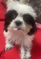Eunice, a female Shih Tzu for sale in Wrightsville, GA – 7 of 10