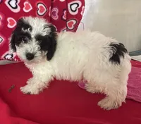 Carter, a male Bichon Frise and Shihpoo for sale in Wrightsville, GA – 6 of 8
