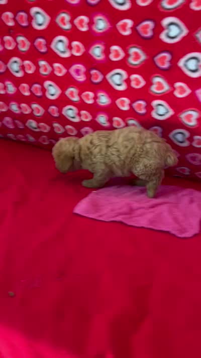 Warna, a female Poodle - Toy  for sale in Wrightsville, GA – 9 of 10