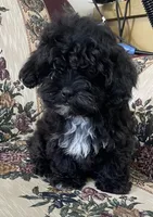Zuma, a female Shih Tzu and Poodle - Toy  for sale in Wrightsville, GA – 8 of 10