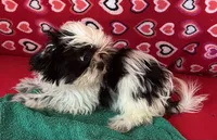 Eunice, a female Shih Tzu for sale in Wrightsville, GA – 8 of 10