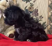 Curtis, a male Yorkshire Terrier and Poodle - Toy  for sale in Wrightsville, GA – 3 of 10