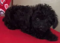 Leola, a female Poodle - Toy  for sale in Wrightsville, GA – 4 of 9