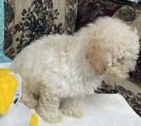 Milton, a male Poodle - Toy  for sale in Wrightsville, GA – 10 of 10