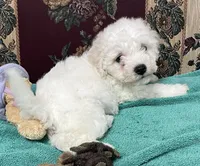 Delwin, a male Bichon Frise for sale in Wrightsville, GA – 7 of 10