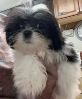 Nahum, a male Shih Tzu for sale in Wrightsville, GA – 5 of 7
