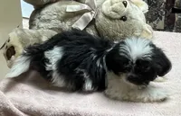 Eunice, a female Shih Tzu for sale in Wrightsville, GA – 5 of 7