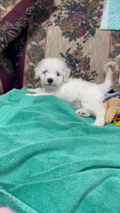 Delwin, a male Bichon Frise for sale in Wrightsville, GA – 9 of 10