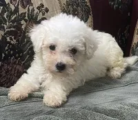 Tamaka, a female Bichon Frise for sale in Wrightsville, GA – 4 of 10