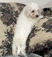 Damian, a male Bichon Frise for sale in Wrightsville, GA – 2 of 10