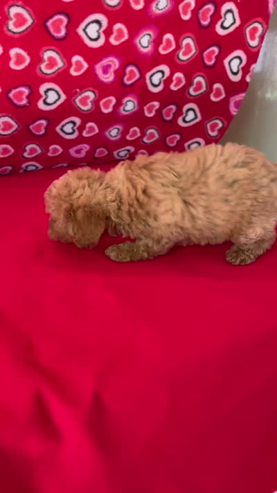 Warna, a female Poodle - Toy  for sale in Wrightsville, GA – 10 of 10