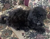 Zuma, a female Shih Tzu and Poodle - Toy  for sale in Wrightsville, GA – 6 of 10