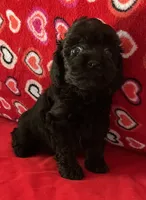 Wilona, a female Poodle - Toy  for sale in Wrightsville, GA – 4 of 7
