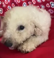 Cyprus, a male Bichon Frise for sale in Wrightsville, GA – 2 of 10