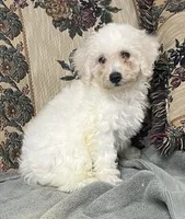 Damian, a male Bichon Frise for sale in Wrightsville, GA – 6 of 10