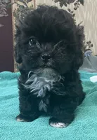 Zeno, a male Shih Tzu and Poodle - Toy  for sale in Wrightsville, GA – 5 of 10